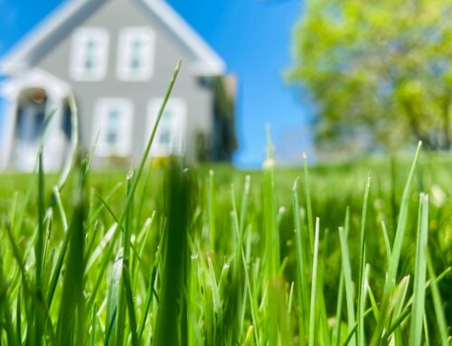 Prepare Your Lawn for a Stunning Spring: Tips for Colorado Springs