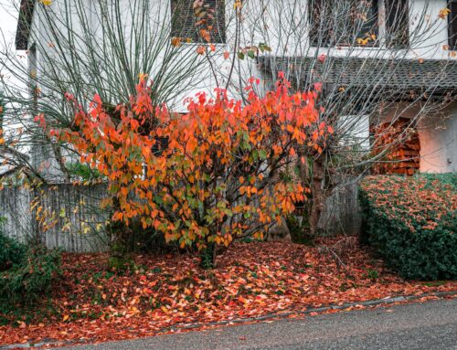 Don’t Leave Your Home Vulnerable: Trim Your Shrubs for Safety