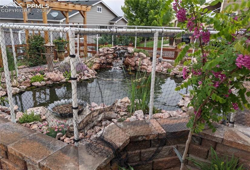 Koi pond in summer, netting and Koi can be included or removed