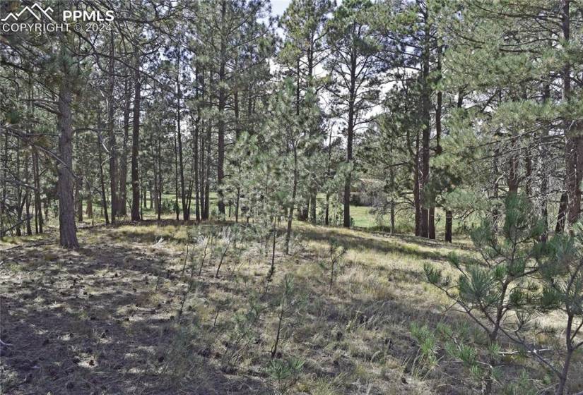 Beautiful Black Forest woods provide privacy